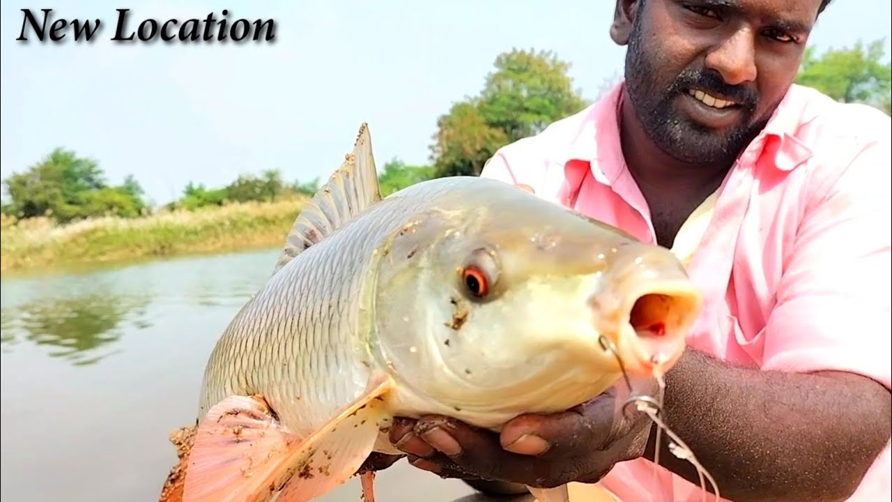 6Hook fishing|rohu fish carp fish big fish catching river fishing