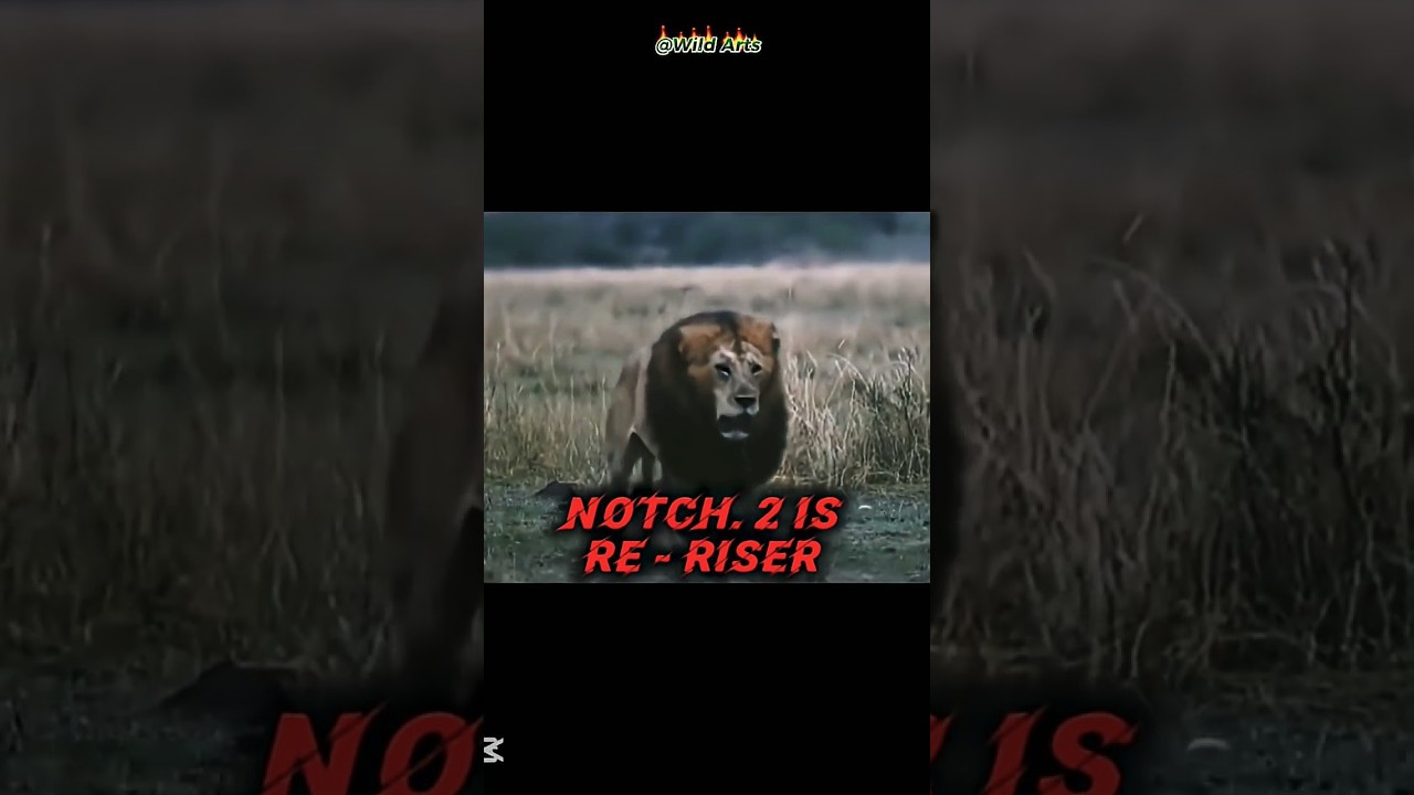 Notch 2 lion king of Masai Mara ⚔️😱 | #king #viral #shorts #youtube