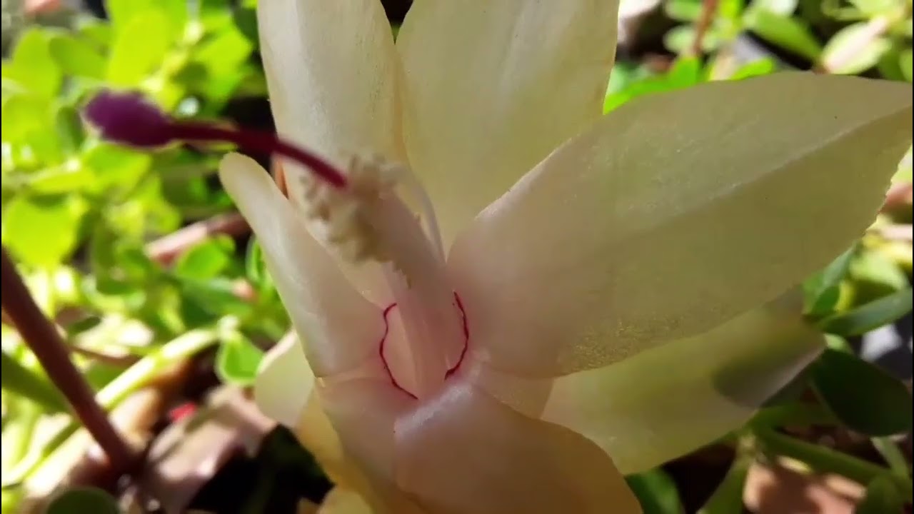 Flores  de maio  lindas