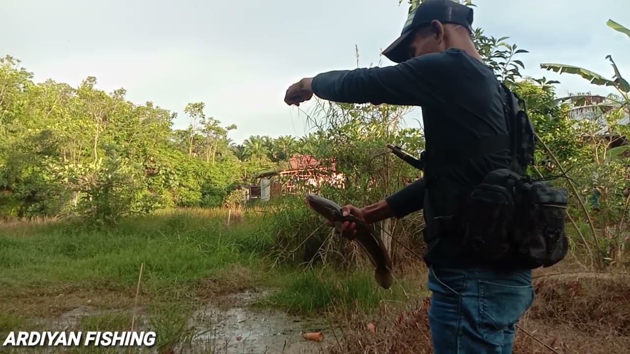 mancing ikan gabus#castingikangabus