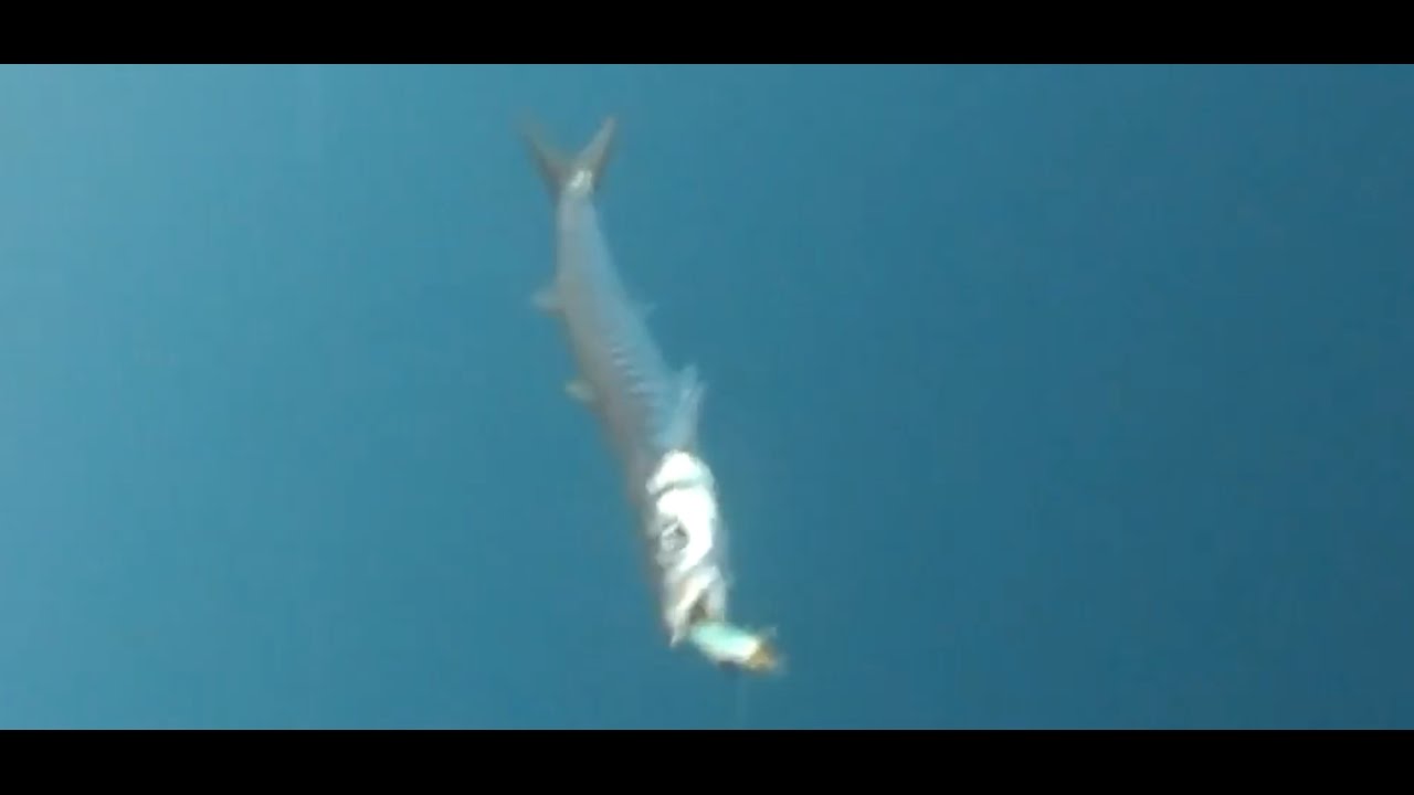 DUEL HARDCORE MINNOW 130F BARRACUDA CATCH UNDERWATER FILM
