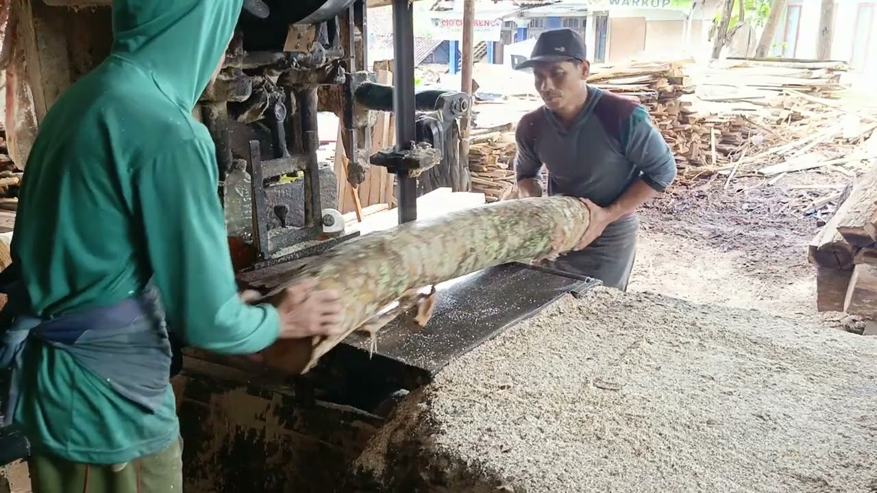 KAYU BUNGKUK BIKIN GEREGETAN 🤭