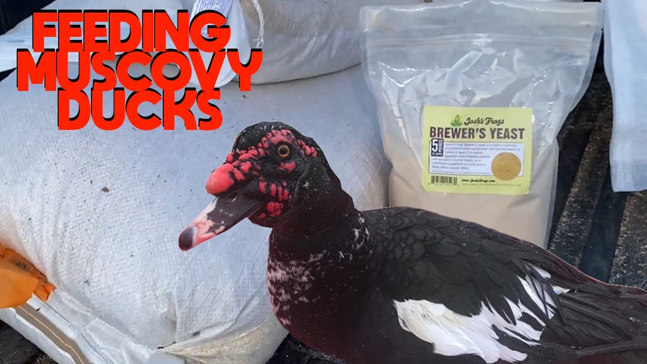 What I Feed My Muscovy Ducks