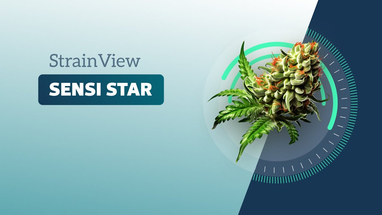 Sensi Star - Strainview