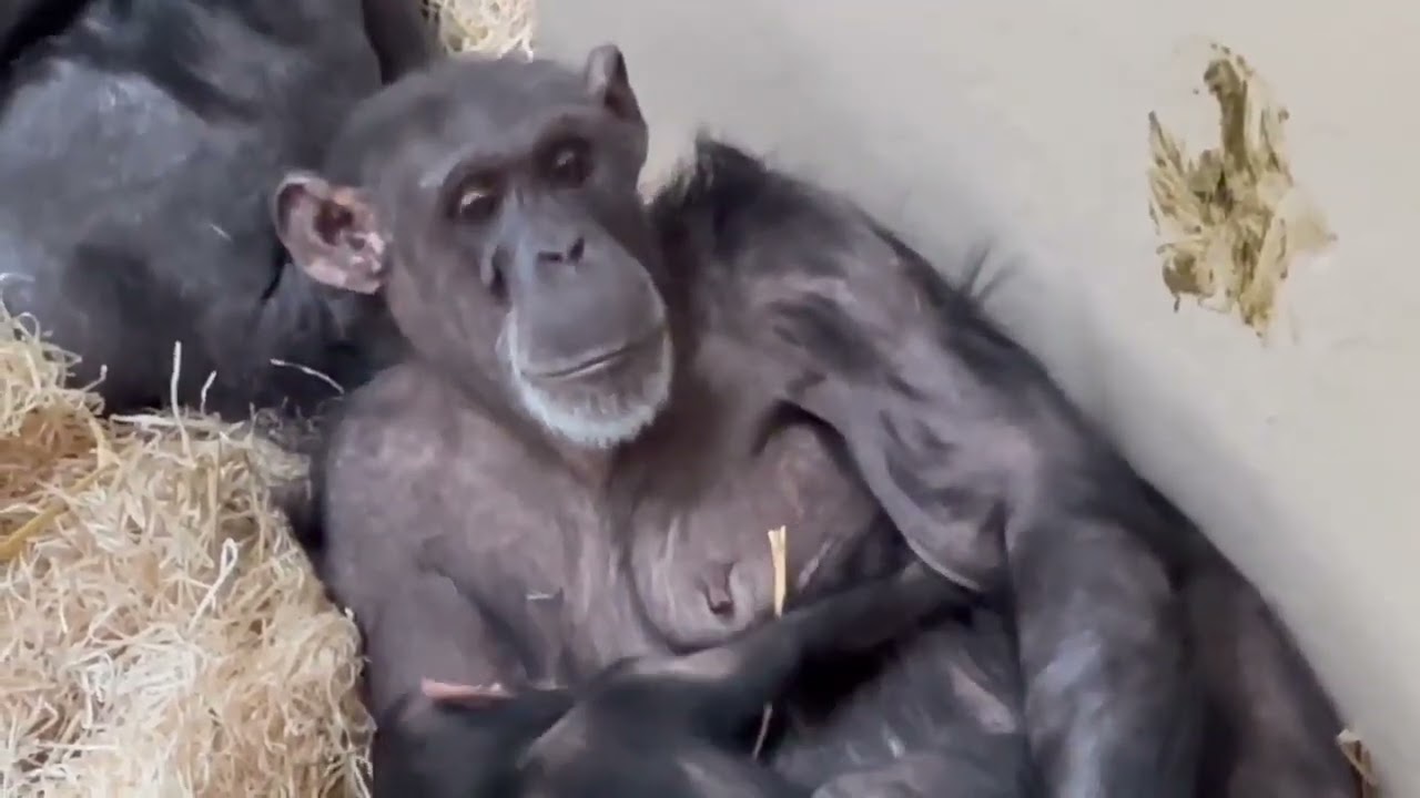 TWO BEAUTIFUL BABY CHIMPS WITH THEIR MOTHER SO CUTE 🥰 ❤️