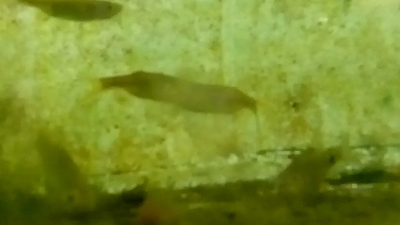 what are the fishes doing,🤔🤔🤔🤔🤔(Indian flying barb)