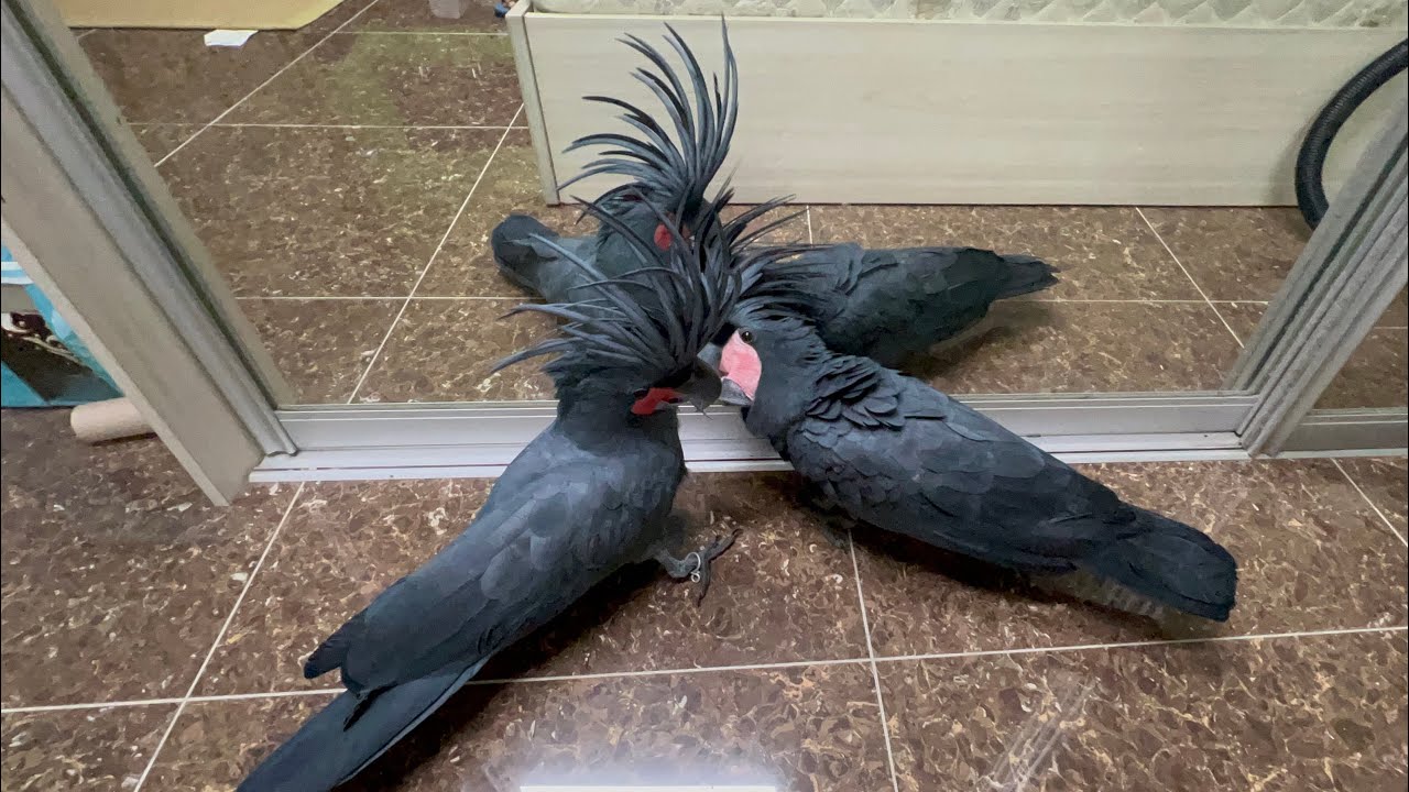 Rare Palm Cockatoo's Sound - The most unique cockatoo in the world
