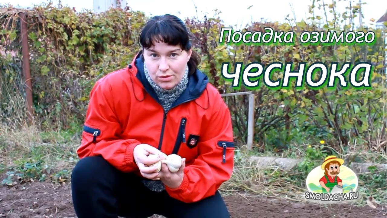 Посадка озимого чеснока. Когда сажать чеснок