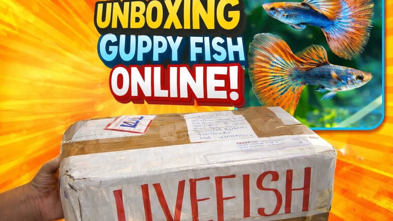 Unboxing guppy unique stain #guppy #aquariumfish #tropicalfish #breeding 