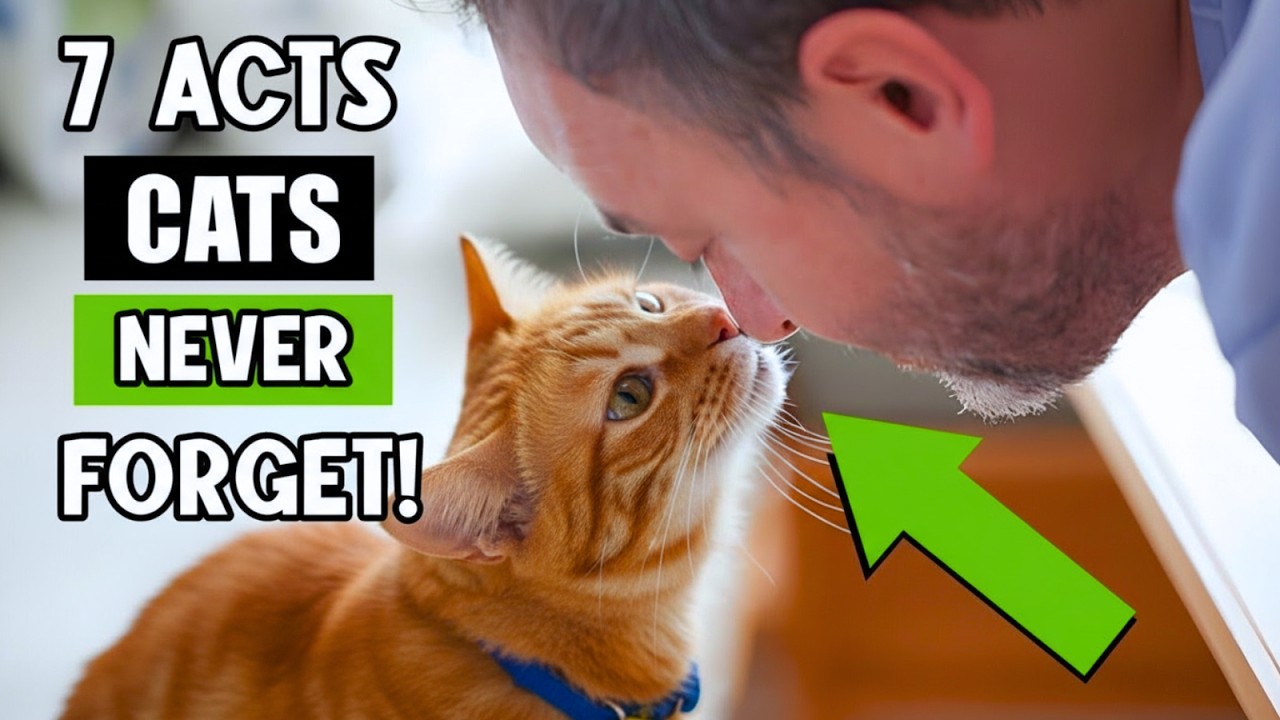 7 Acts of Love Your Cat Secretly Hopes You’ll Do Their Entire Life