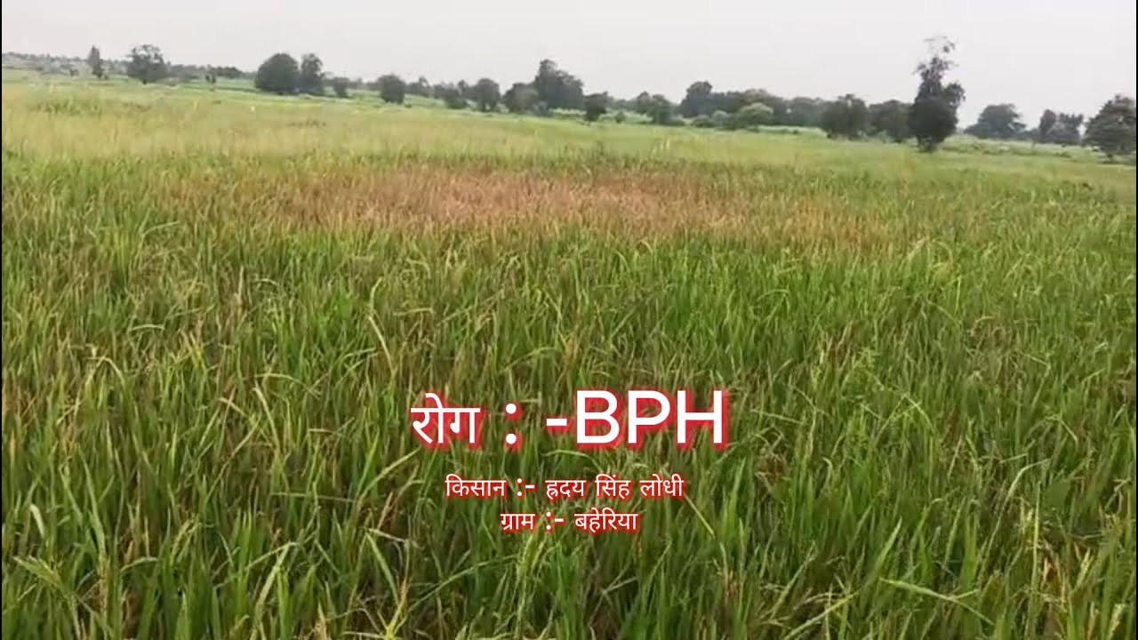 BPH(Brown Plant Hopper) #safed mahu# safed fudka#सफेद माहू#BPH CONTROL#भूरा फुदका#farming #agri#khad