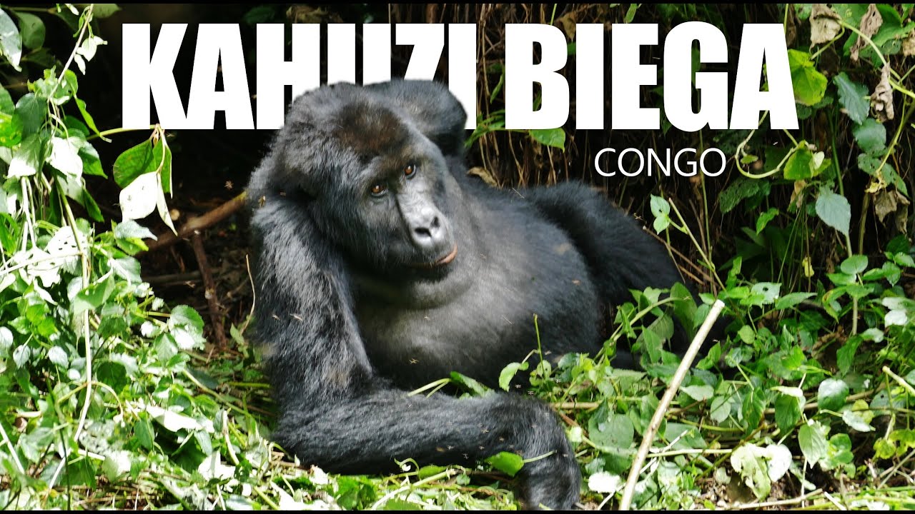 Grauer's Gorillas | Kahuzi-Biega DRC