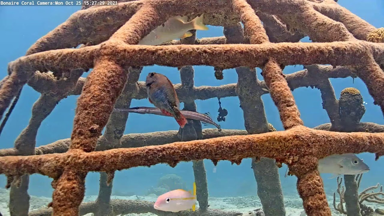 Harbour Village Bonaire Coral Reef