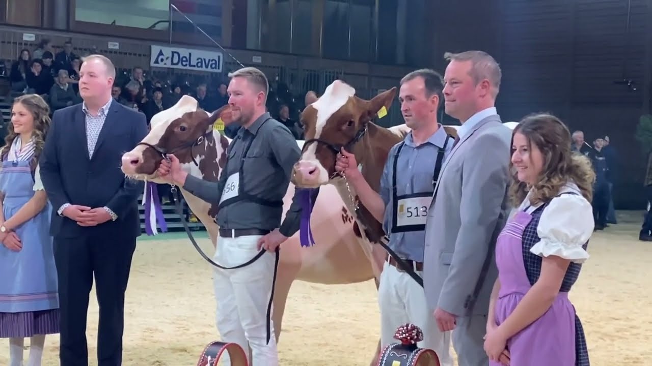 Junior Champion Red Holstein Expo Bulle 2023