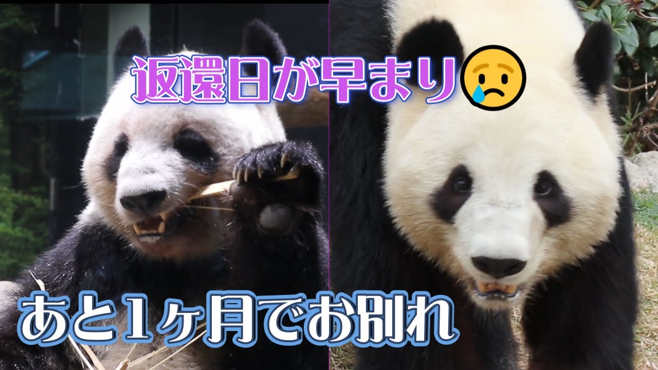 返還日が早まり、あと1ヶ月でお別れ😢 ~上野動物園通信~