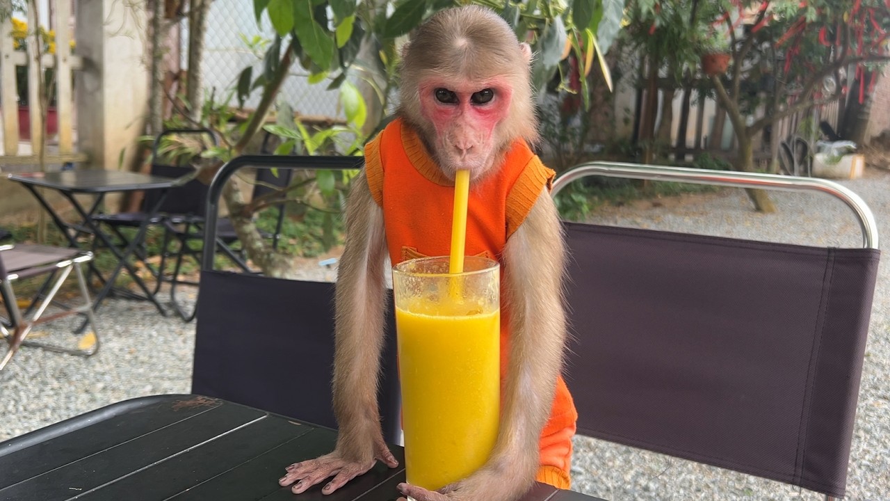 Monkey Luk secretly stole Dad's money to go have coffee alone