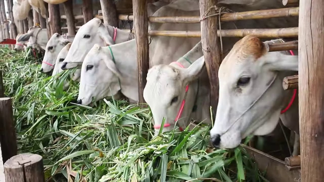 កសិដ្ឋានគោ ពោធិសាត់
