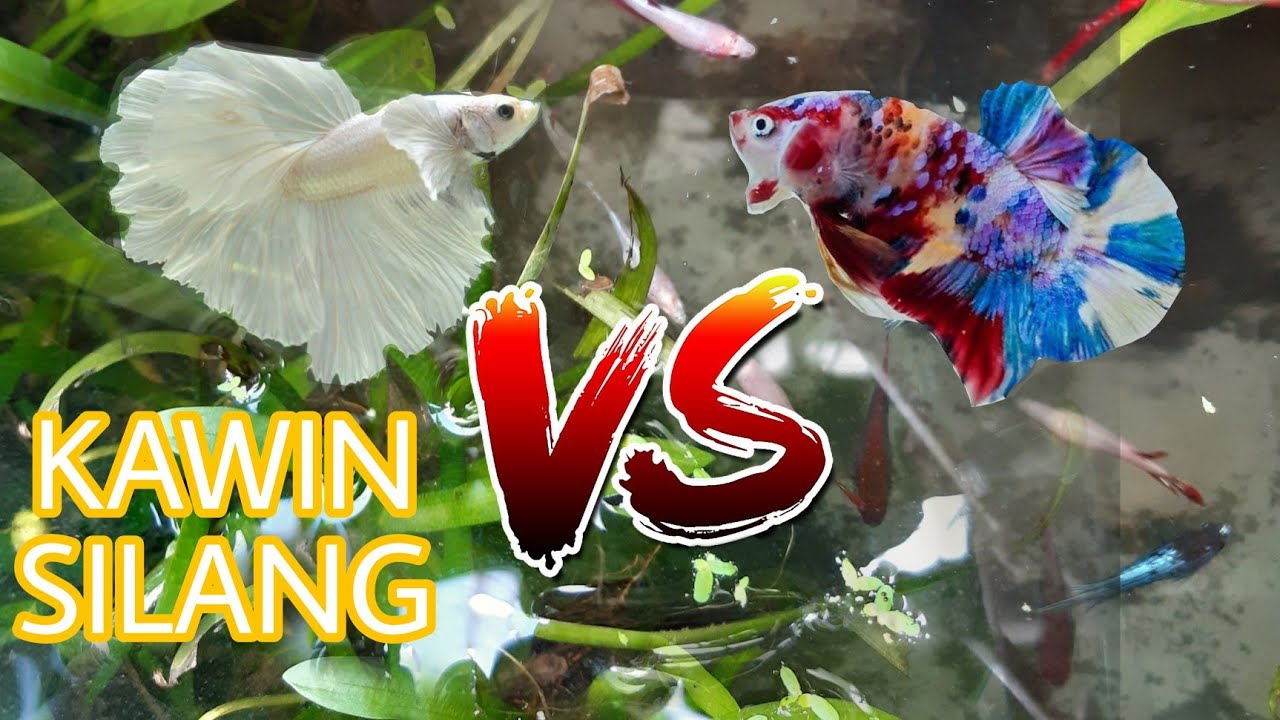 HASIL KAWIN SILANG IKAN CUPANG HALFOON DAN IKAN CUPANG KOI