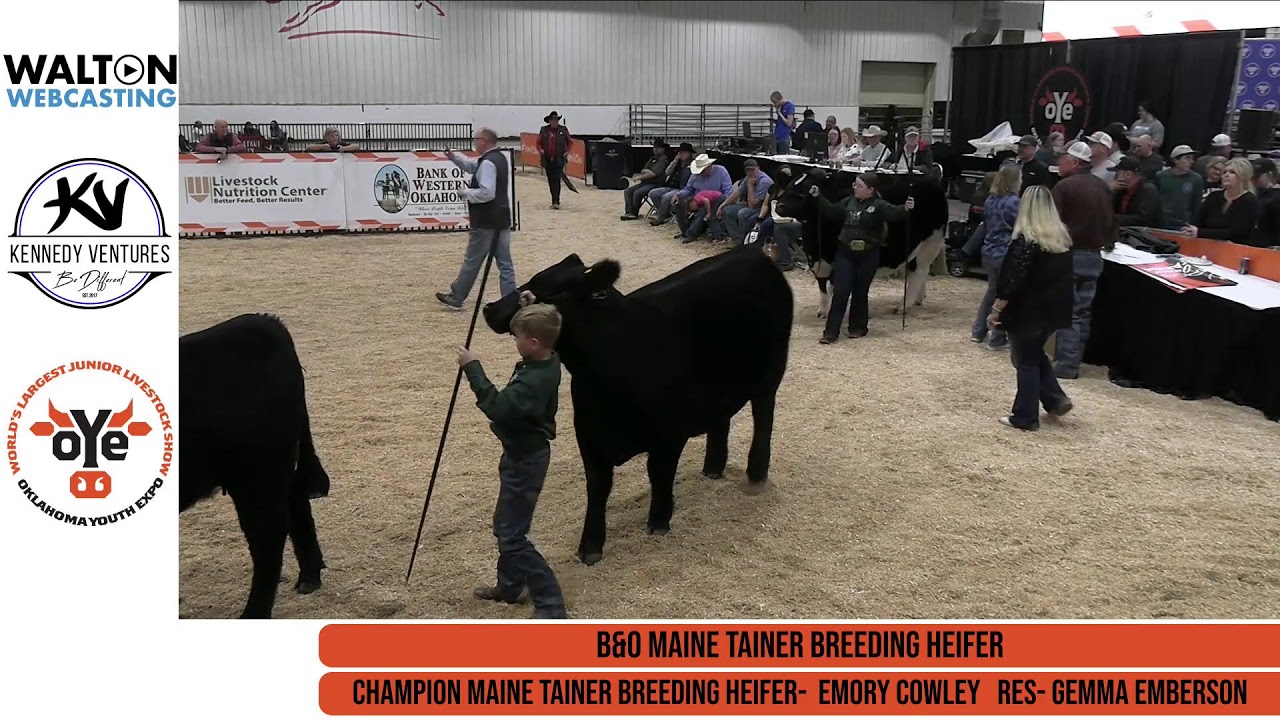 Breeding Heifers - Barn 8 Ring 2 - Mar-14