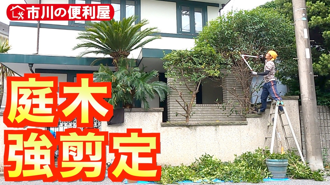 【庭木🌲刈込強剪定】ヒサカキ＆キンモクセイをバッサリ✄姫榊🌲金木犀を太枝切りバサミだけでスッキリ｜千葉県市川市の便利屋！各作業料一覧、お問い合わせ先は概要欄をご覧下さい！