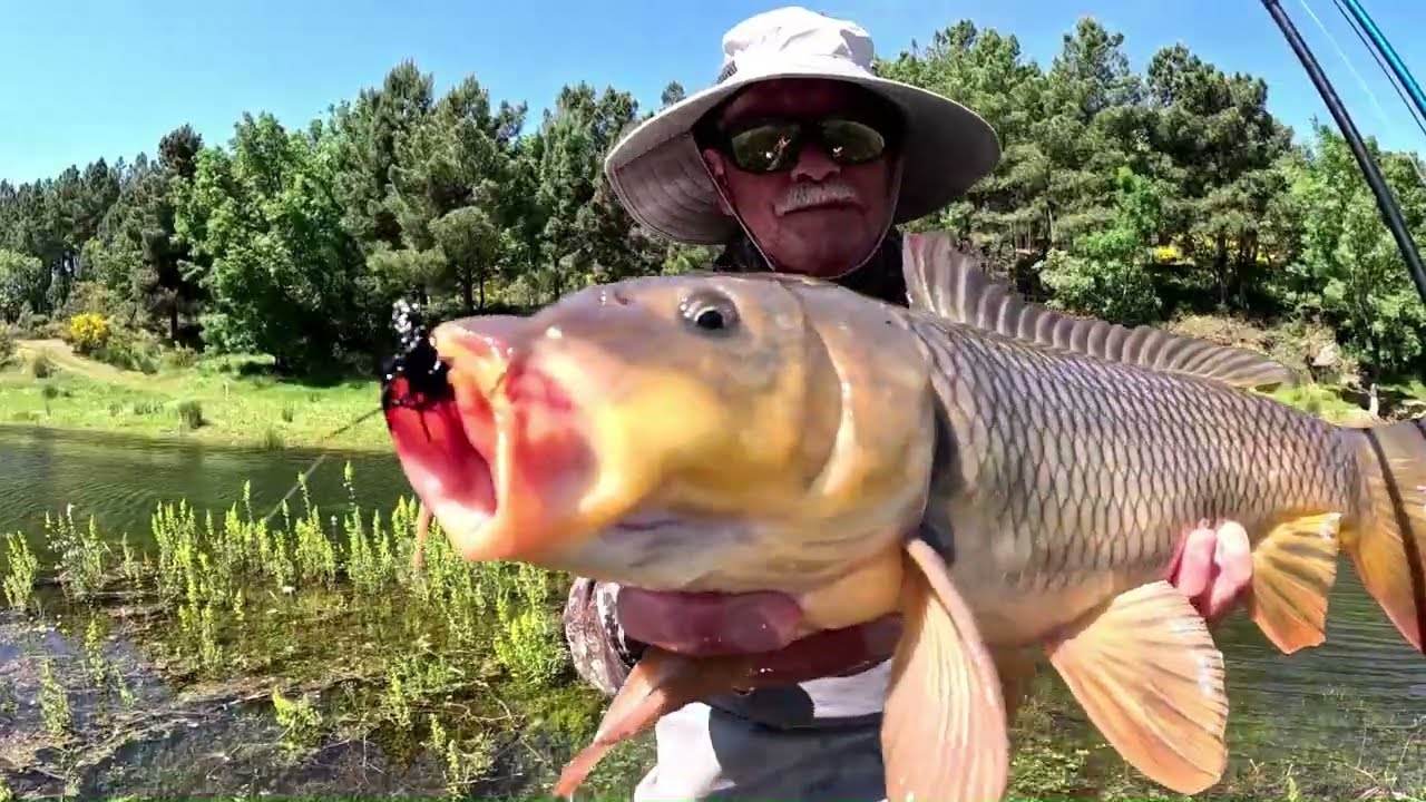 AS PODEROSAS CARPAS DO MEIMÃO -  PARTE 2
