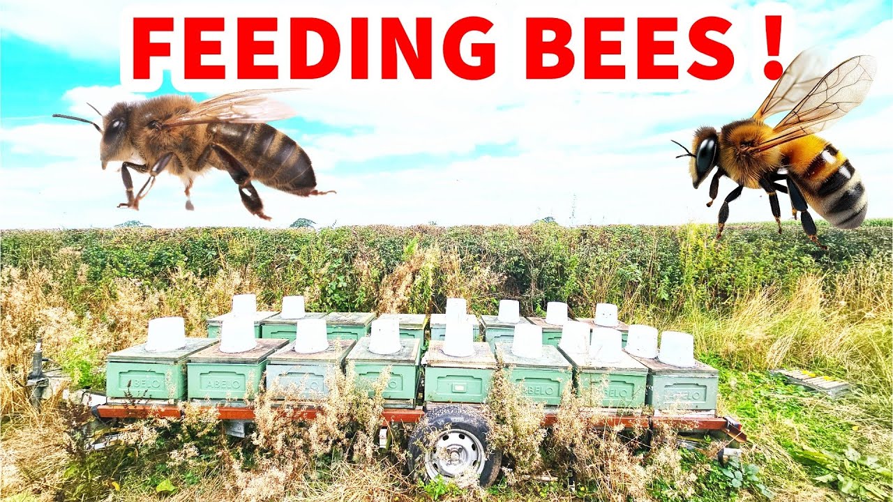 FEEDING BEES WITH 5L BUCKETS. Beekeeping vlog in uk #bees #beekeeping #uk