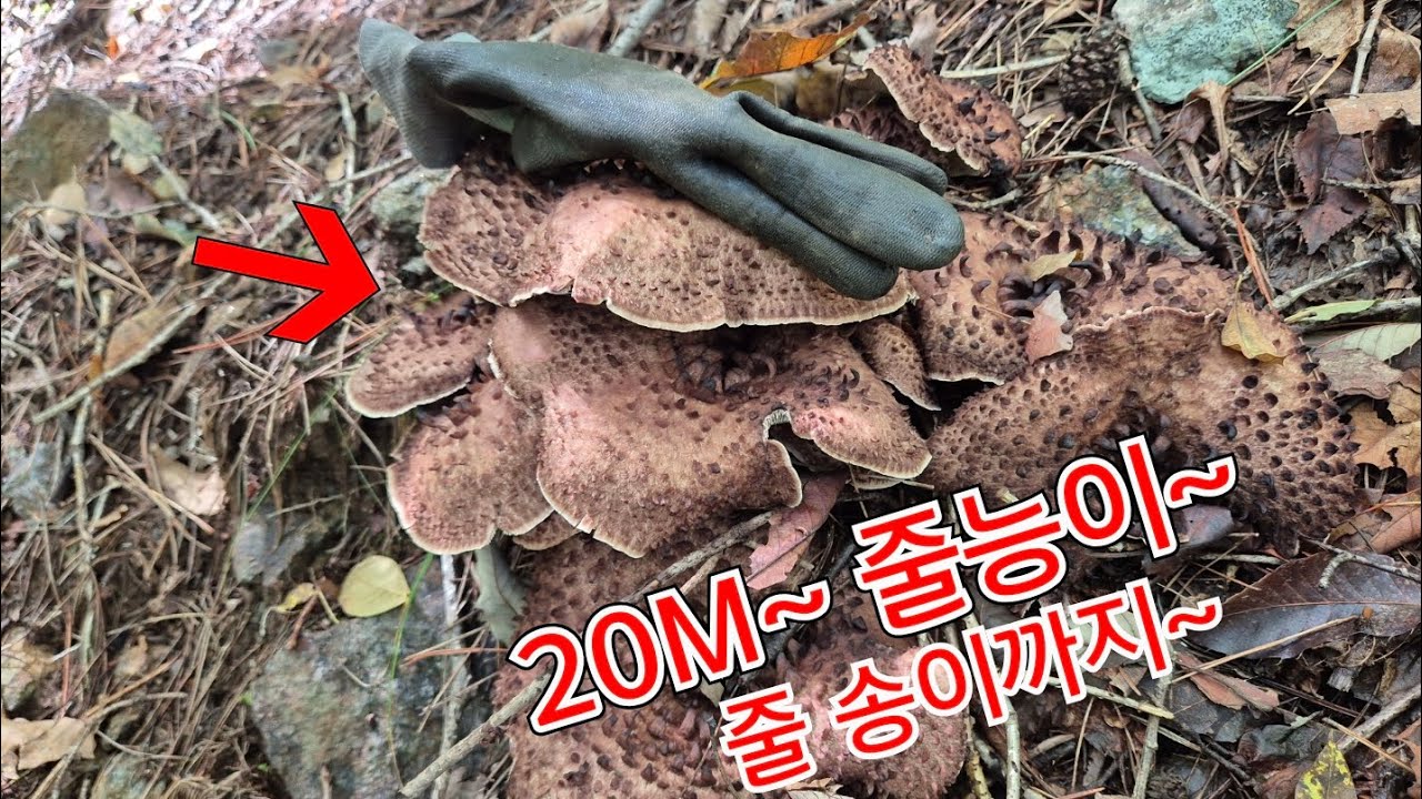 25년9월26일 20미터 ~다발 줄능이버섯과  줄송이버섯  역대급 초대박~?!  👍 👍 👍 