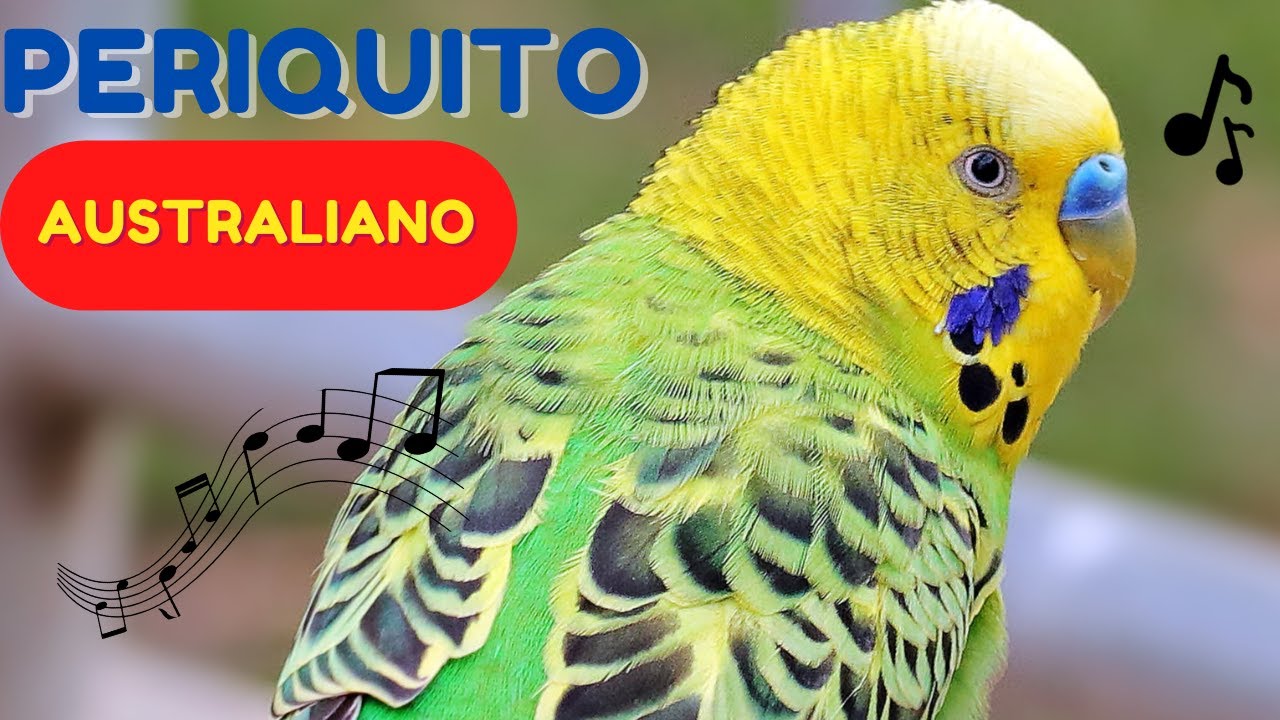 Periquito Australiano Cantando Assobio de Periquito PARA Alegrar o Seu Periquito