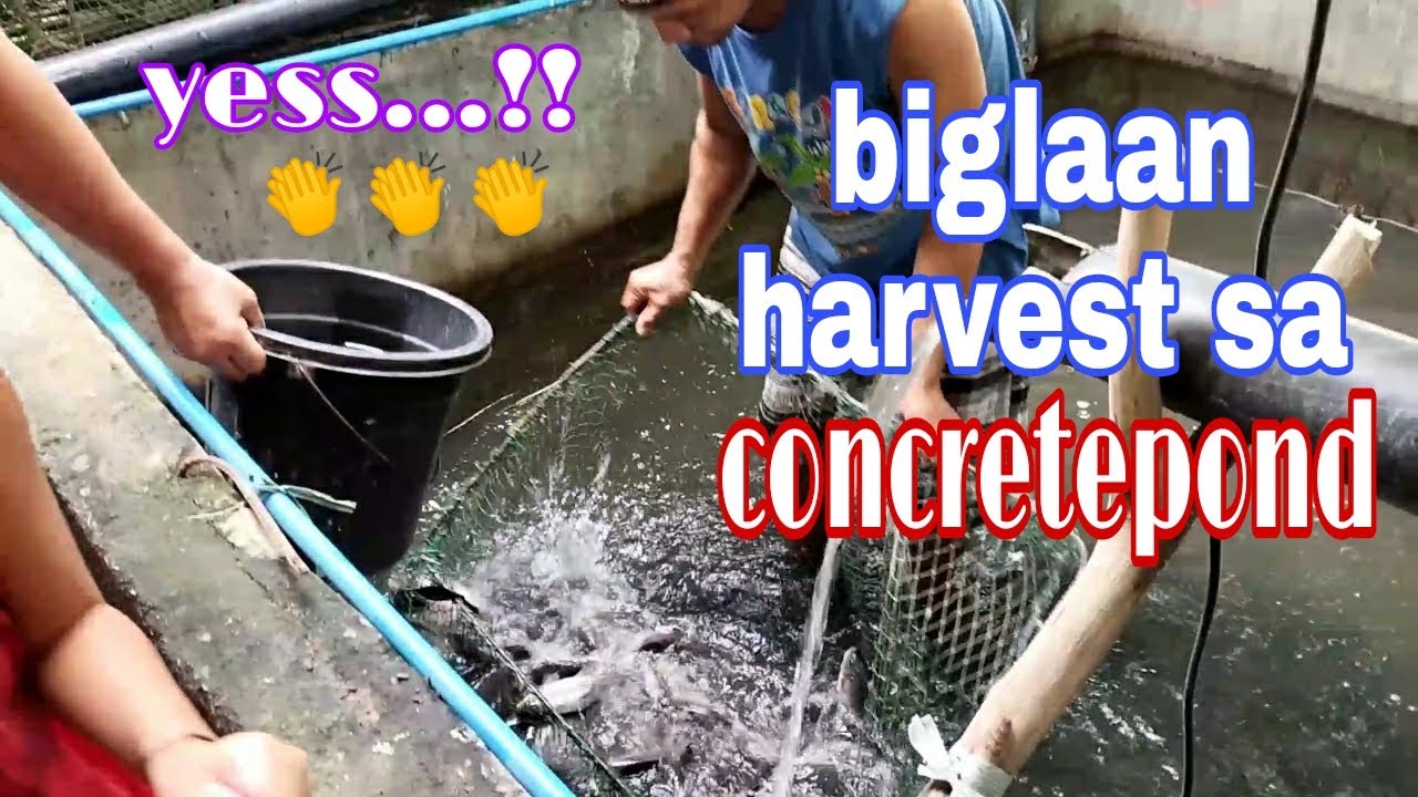 MAY BUYER AKO KAYA BIGLAAN HARVEST/ backyard tilapia concrete pond