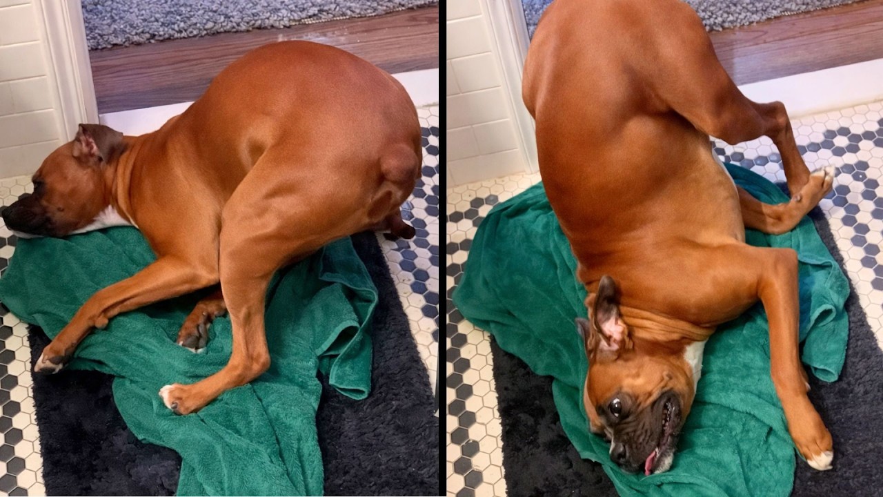 My dog is broken 😂 but in a lovable way