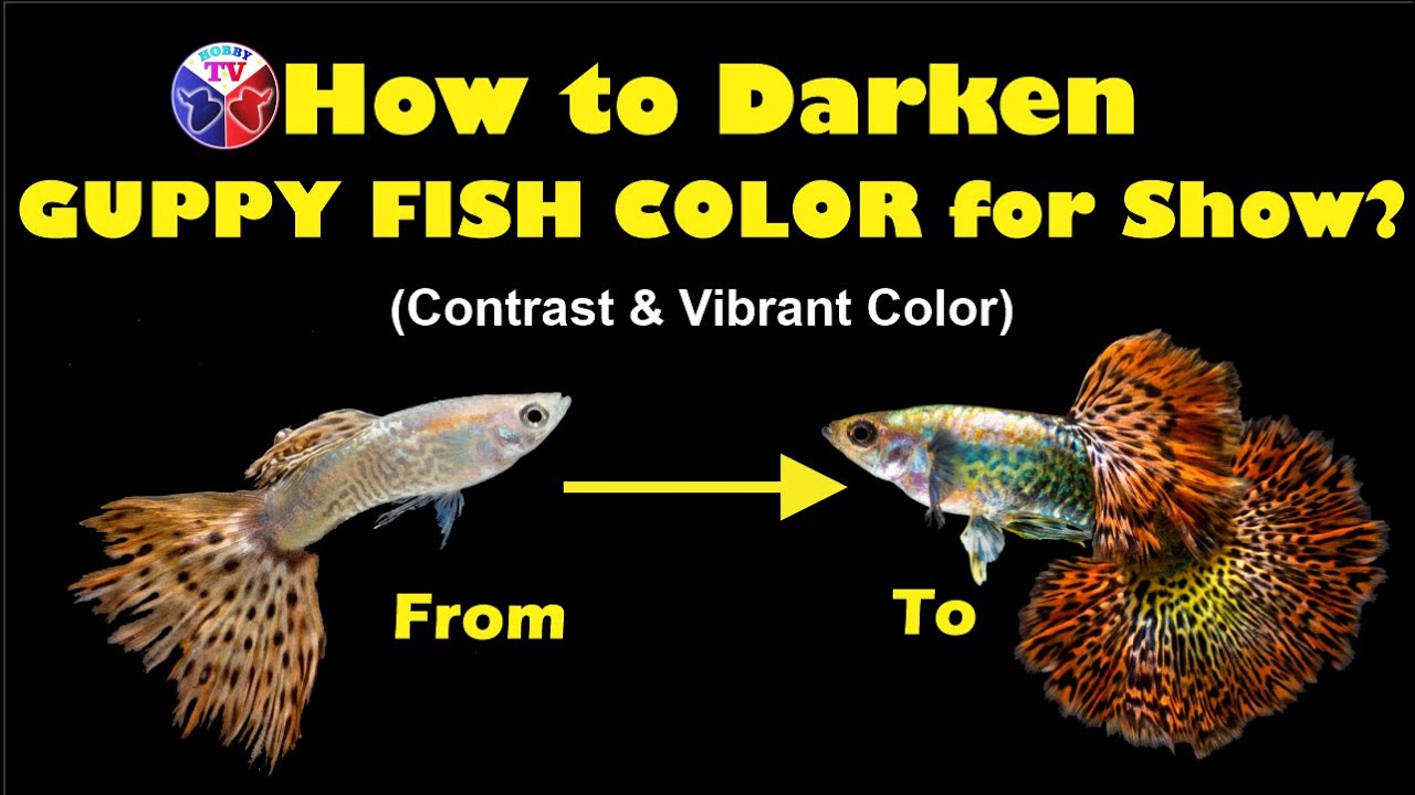 How to Darken Guppy Fish Color for Show!