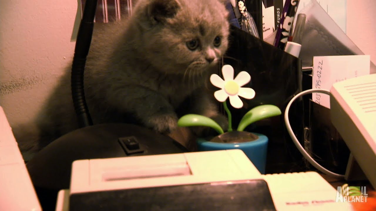 British Shorthairs Wreak Havoc | Too Cute!