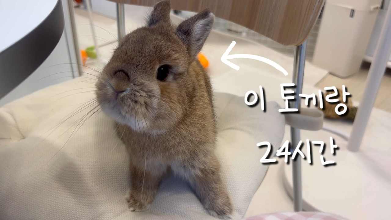 토끼 키우는 집사의 리얼한 하루 낋여옴🐰