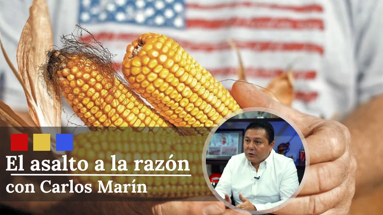 ¿La siembra de maíz transgénico afecta a otros cultivos? | El Asalto a la Razón
