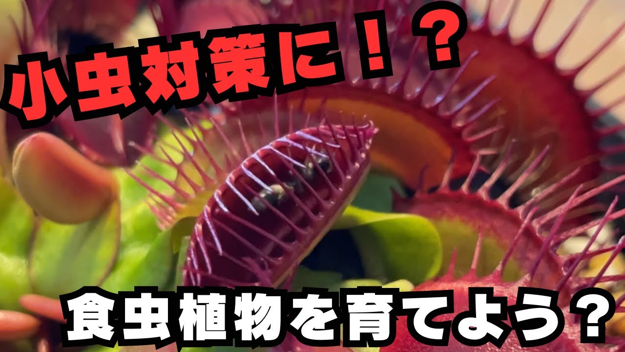 [ご自宅の小虫対策に！]食虫植物を育ててみませんか？　観葉植物　ハエトリソウ　ウツボカズラ