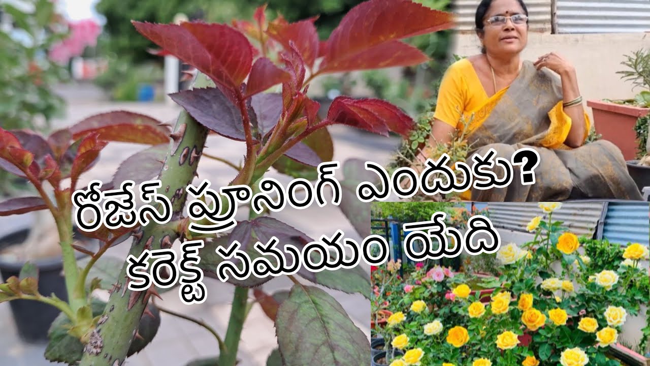 రోజేస్ ప్రూనింగ్ ఎందుకు? కరెక్ట్ సమయం యేది 🌹🌹
