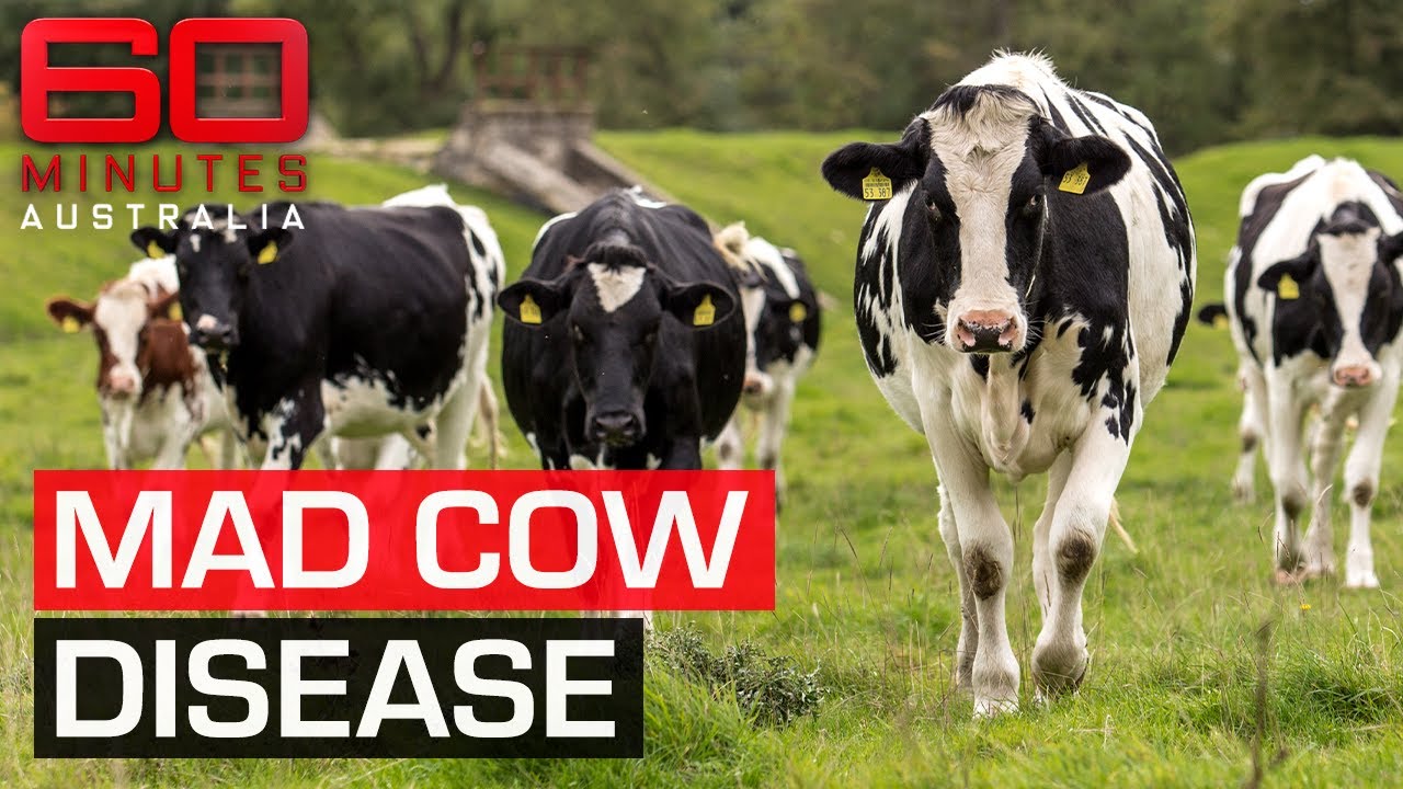 The deadly disease behind Australia's ban on American beef | 60 Minutes Australia