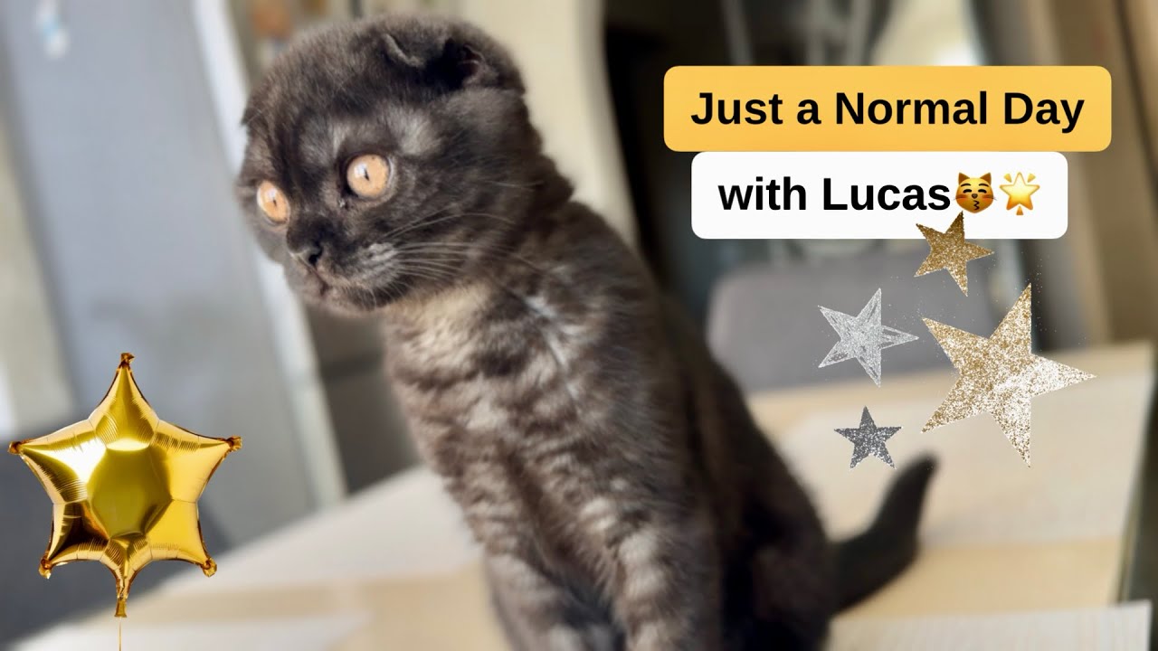 A Day in Lucas’s Life | Playing, Eating, Running & Napping 🐾