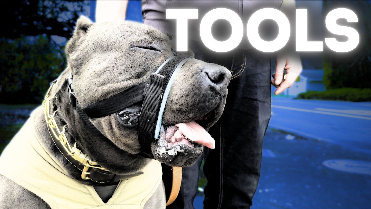Achieve Success with Your Dog Using Essential Tools