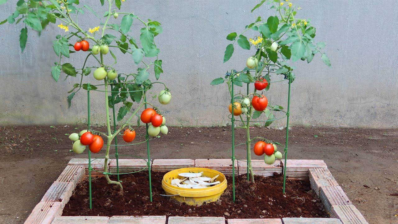 The method of growing tomatoes produces a lot of fruit