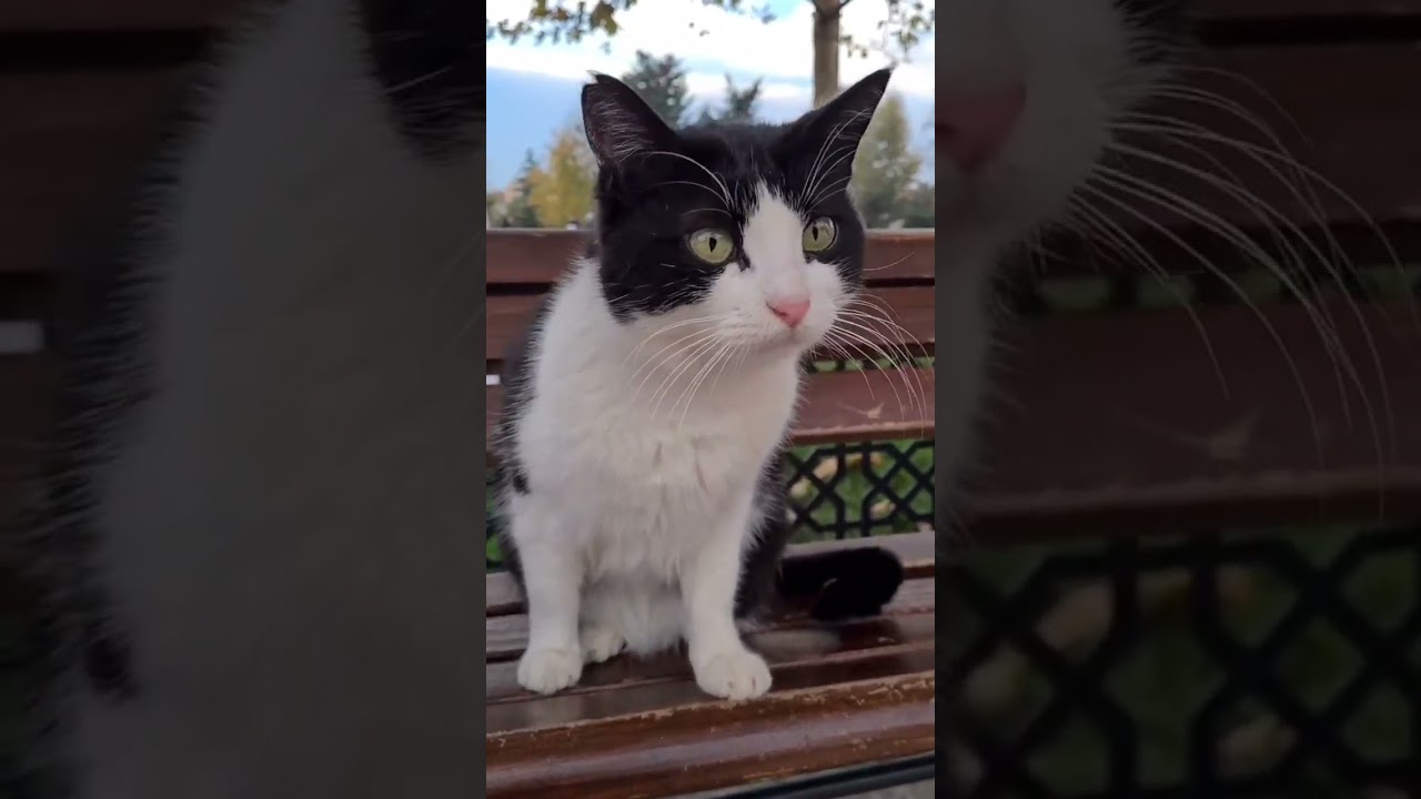 Beautiful Eyes Full of Fear and Love — A Mother Cat Protecting Her Kittens 🐱👀💔