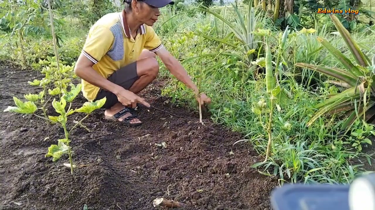 Pagtatanggal ng damo ang ginawa ko ngayon sa tanim