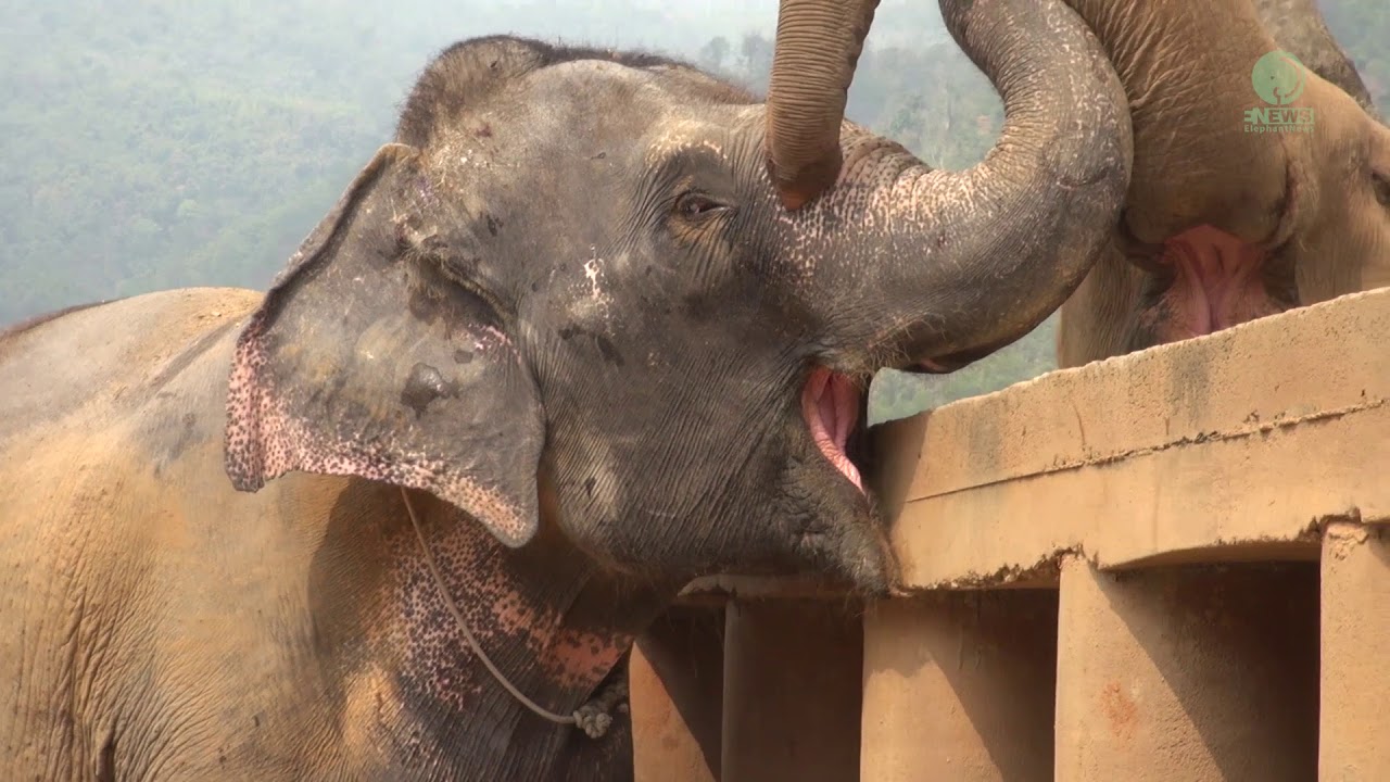 Newly rescued elephant was greeted and welcomed from the herd - ElephantNews