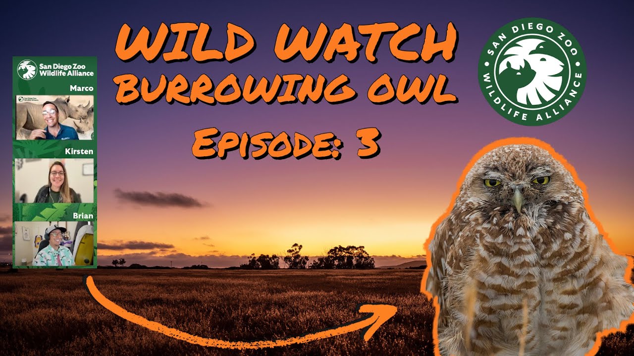 San Diego Zoo: Wildwatch with Us Episode 3!