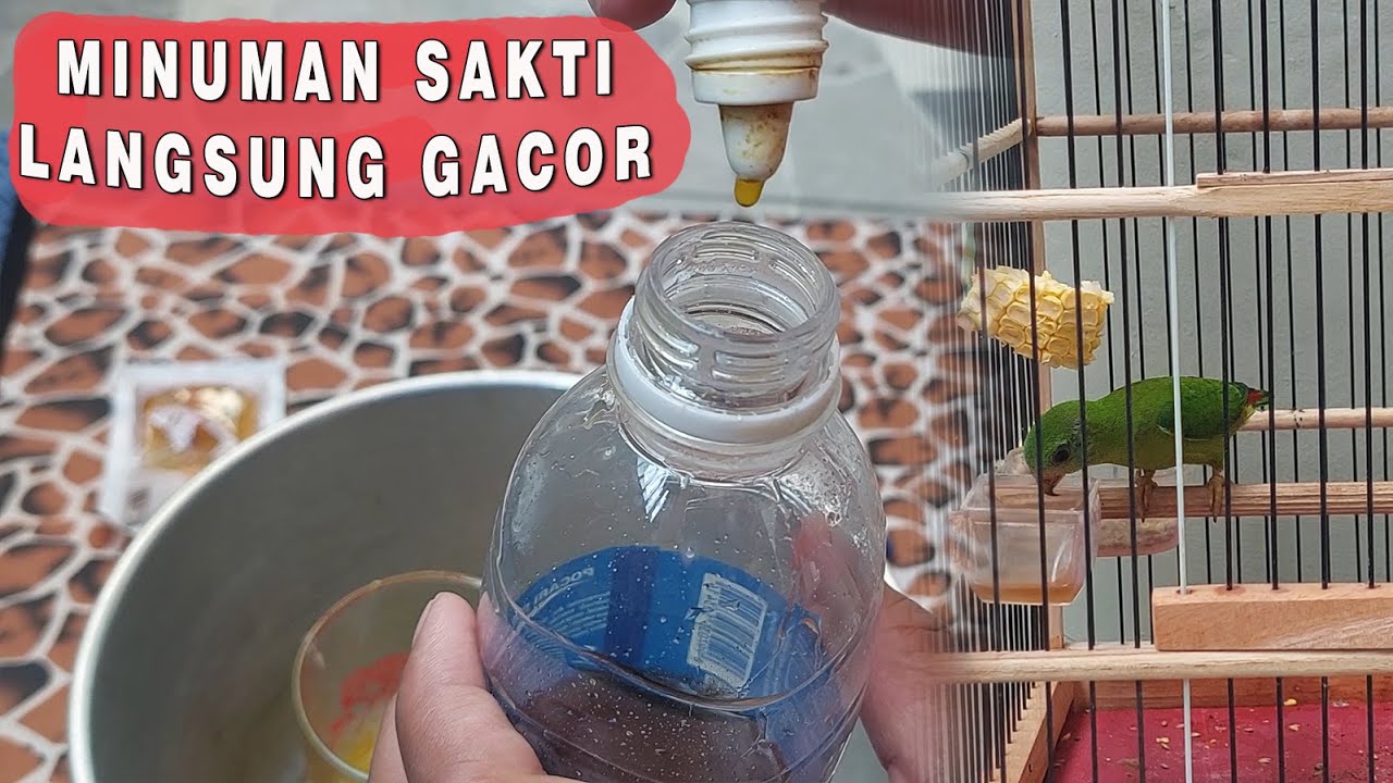 Racikan pakan agar burung srindit cepat gacor