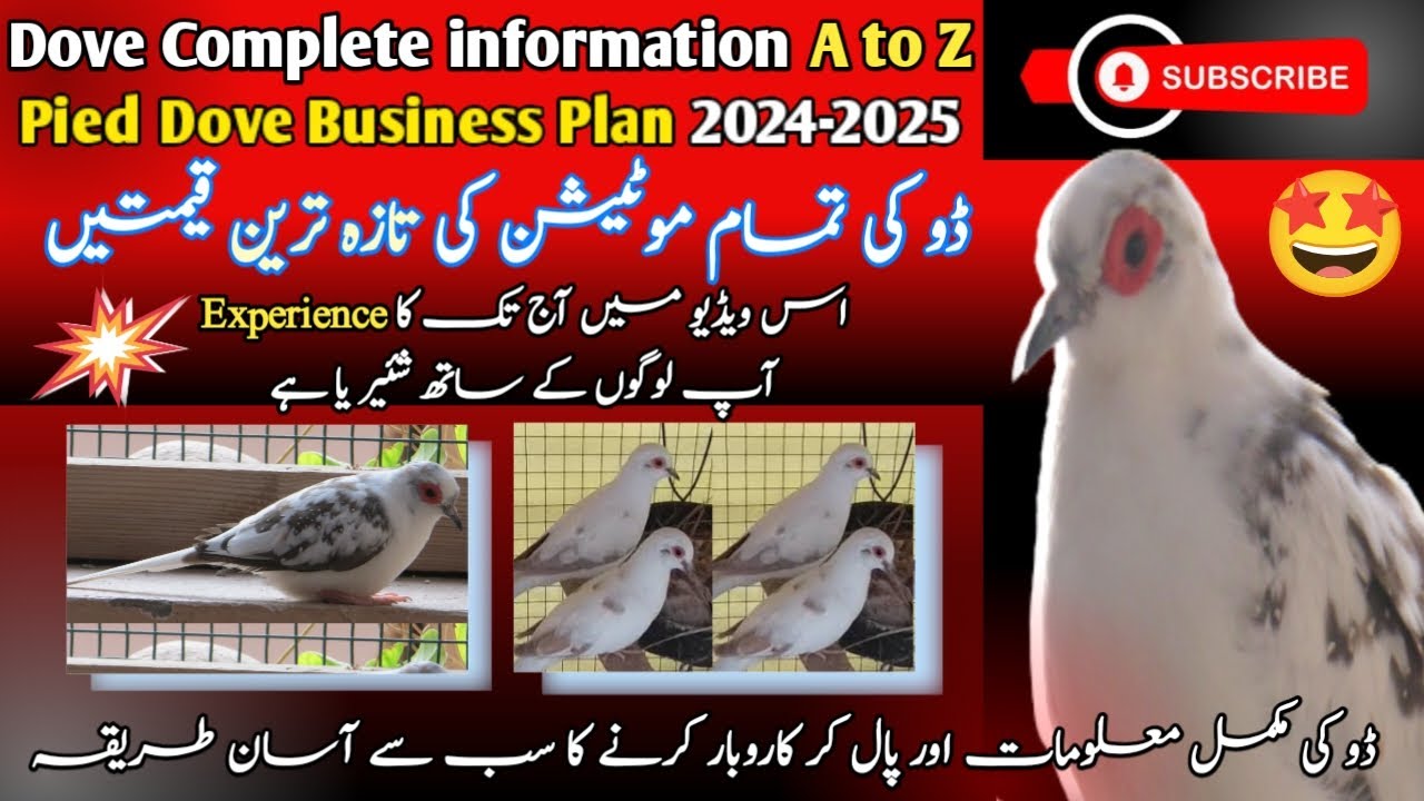 Dove Complete Information A to Z  | Pied Dove Business Plan 2024-2025 | Dove Mutation Latest Price