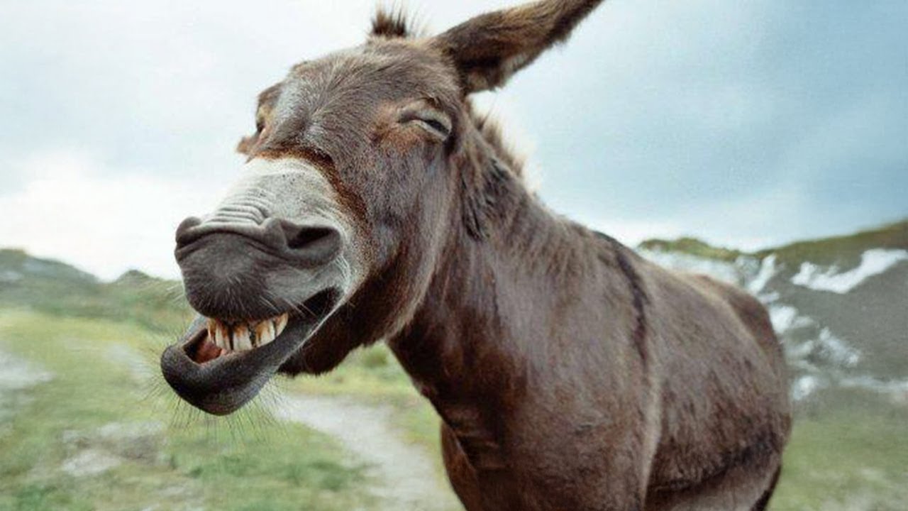Funniest DONKEY Videos To Make You LAUGH! FUNNY ANIMALS 2025