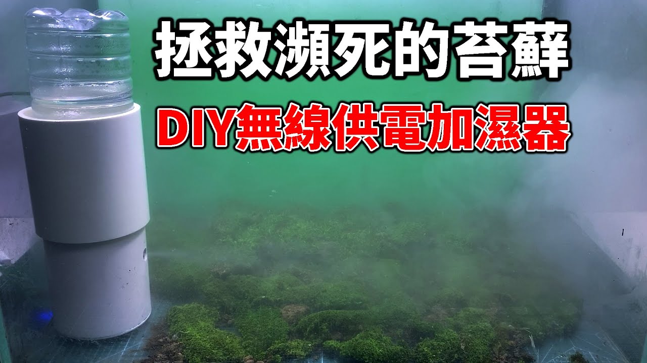 DIY無線供電加濕器，拯救懶癌症下瀕臨死亡的苔蘚。|DIY wireless power humidifier to save dying moss.