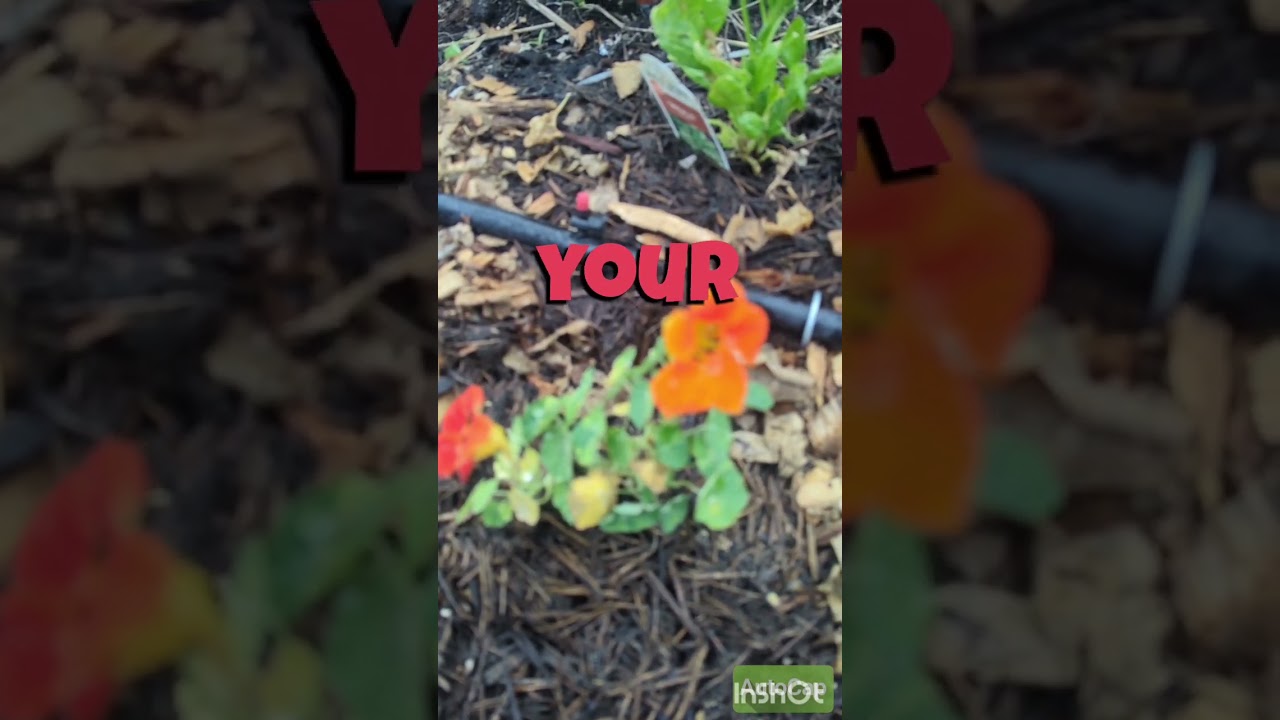 companion planting - brassicas & nasturtium #nasturtium #zone8a