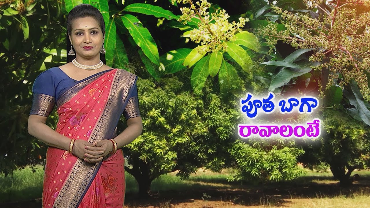 Pre Flowering management in mango పూతకు ముందు మామిడి తోటల్లో చేపట్టాల్సిన యాజమాన్య,సస్యరక్షణ చర్యలు